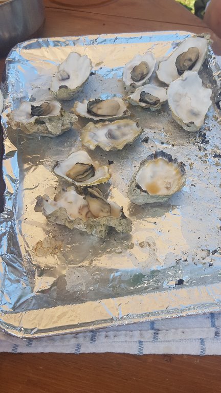 Fresh Oysters on       the BBQ - Delicious